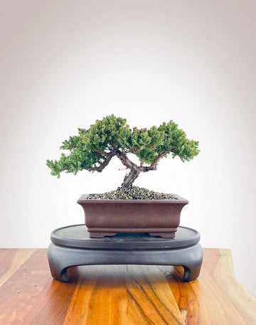 Sip & Bonsai Beginners Workshop - Saturday 25th January 2025, 12pm or 3pm SOLD OUT