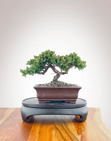 Sip & Bonsai Beginners Workshop - Saturday 29th November 2025, 12pm or 3pm
